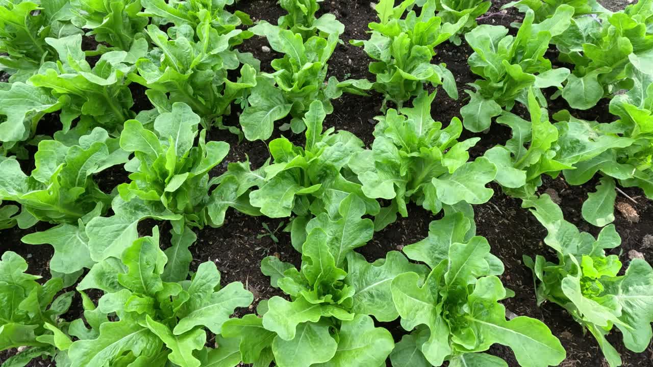 crecimiento acelerado de la lechuga en camas de jardín.