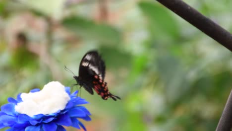 Black-and-orange-butterfly-fluttering-on-a-blue-flower-inside-a-zoological-park