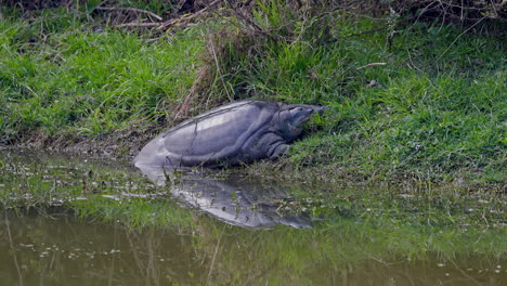 a turtle resting near the wetland, ecosystem, india.
