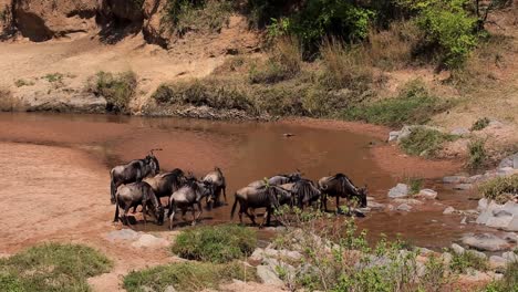 manada de ñus y gnu reuniéndose en un arroyo poco profundo bebiendo y refrescándose en la sabana africana de kenia, áfrica