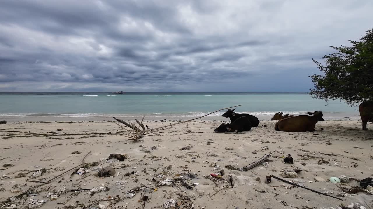 Cows lying on sandy tropical beach along the coastline of Gili Trawangan island in Indonesia, showing authentic island life and rural atmosphere in Southeast Asia