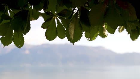 Panorámica-Sobre-Pequeñas-Hojas-Verdes-Con-Montañas-En-El-Fondo