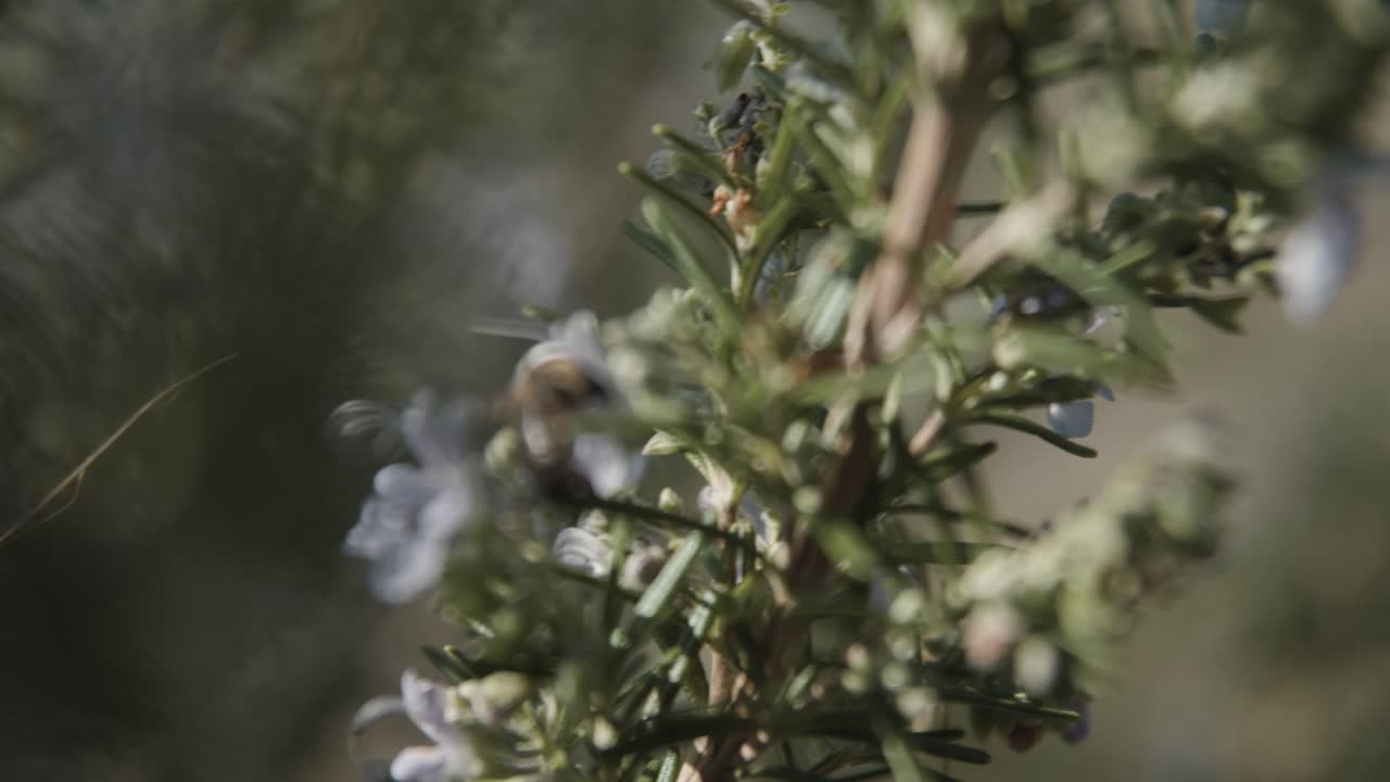 Eine wunderschöne Nahaufnahme einer Biene in der Natur