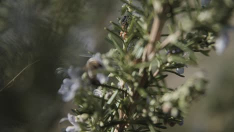 A-beautiful-close-up-shot-of-a-bee-in-nature