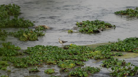 un greenshank común en busca de comida en una barra de arena cubierta de jacinto de agua en un río