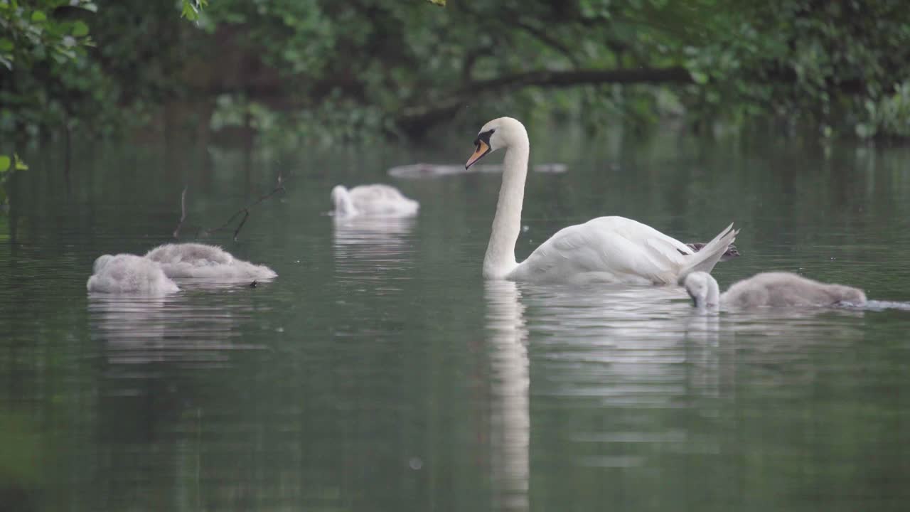 dos cisnes adultos en un estanque cuidando a su familia de cisnes grises