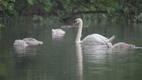 two adult swans in a pond looking after their family of grey cygnets