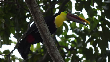 chestnut-mandibled toucan in costa rica