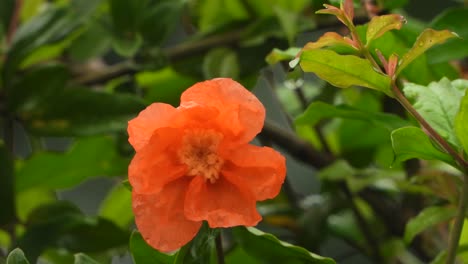 Hermosas-Flores-De-Mariposa