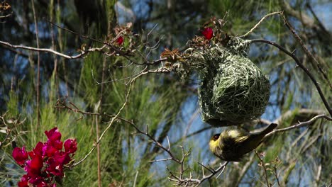 a masked weaver bird hanging upside down with building it's nest in the breeding season