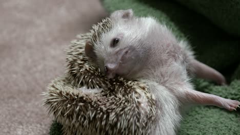 A-pet-hedgehog-self-anointing,-weird-animal-behavior