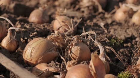 harvesting onions. a large field full of onions. harvesting concept