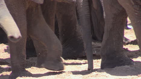 Herd-of-African-elephants-digging-for-water-in-the-sand-of-a-river-bed-and-slowly-moving-left-to-right