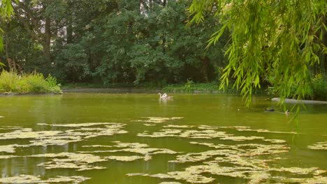 Shot-of-beautiful-flock-of-swans-swimming-in-the-lake-waters-surrounded-by-green-vegetation-in-Porto,-Portugal-at-daytime