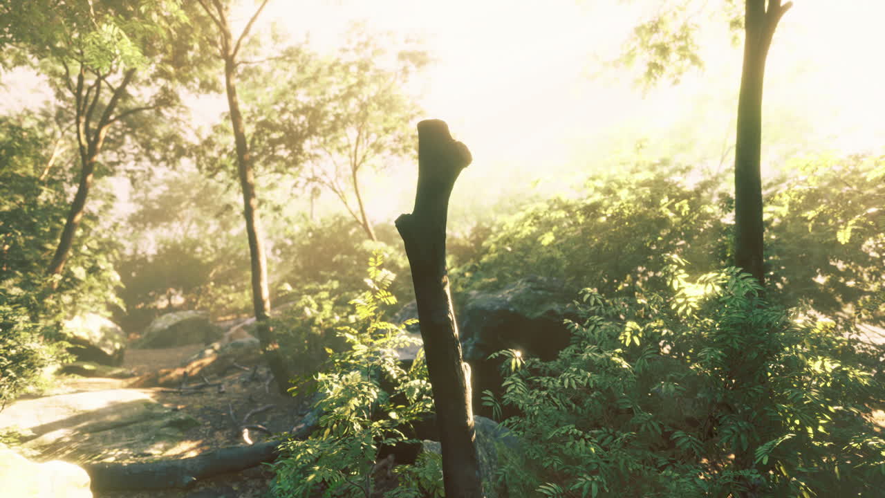 Lush forest path illuminated by golden sunlight in tranquil nature setting