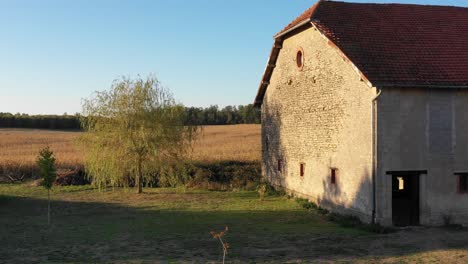 Tilt-aerial-shot-of-a-barn-to-an-overview-of-golden-corn-fields-in-organic-agricultural-farm