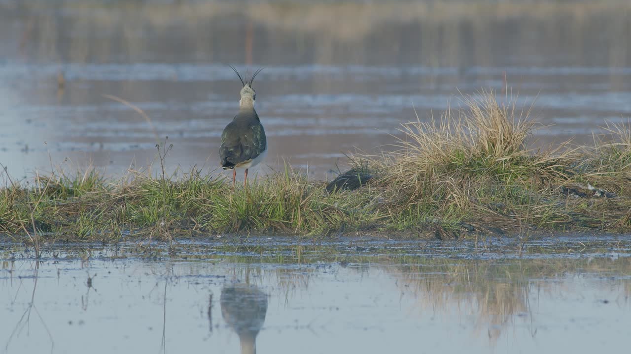 alimentación de alas de regazo con movimiento de pies en el prado inundado a principios de la primavera