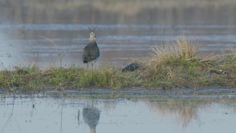 lapwing feeding with foot-movement rattling in flooded meadow in early spring