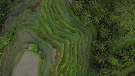 aerial staircase-like rice terraces circle shot lush tropical rainforest