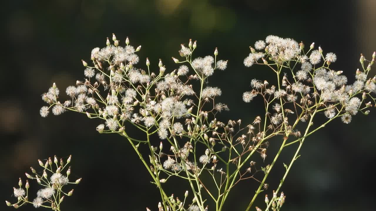 flores blancas - algodón - hermoso