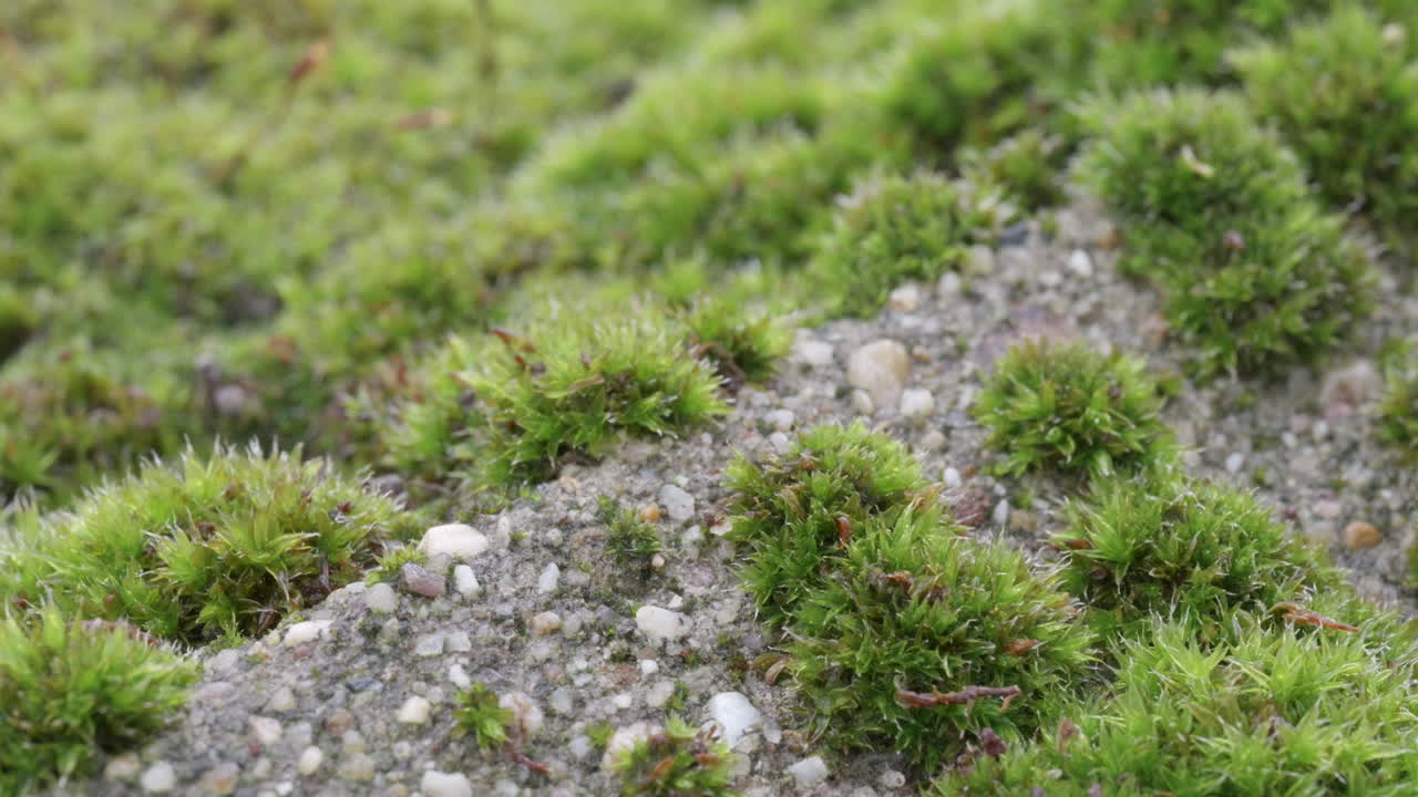 Ants traveling across mossy path toward nest
