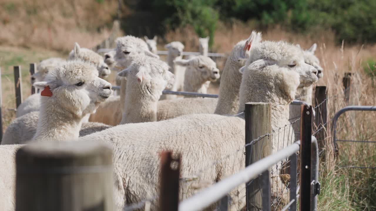 alpacas curiosas mirando de pie en la pluma en la valla, día soleado en el rancho, granja de pieles de alpaca