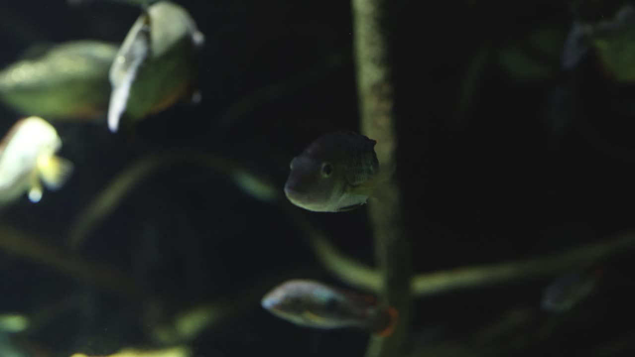 peces que nadan entre las plantas acuáticas en el tanque