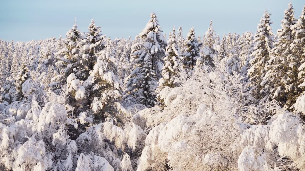 Snow-covered Pine Trees In The Forest In Winter