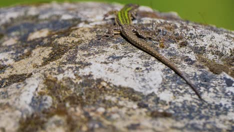 Lagarto-De-Pared-Ibérico-Descansando-En-Una-Roca-Al-Sol