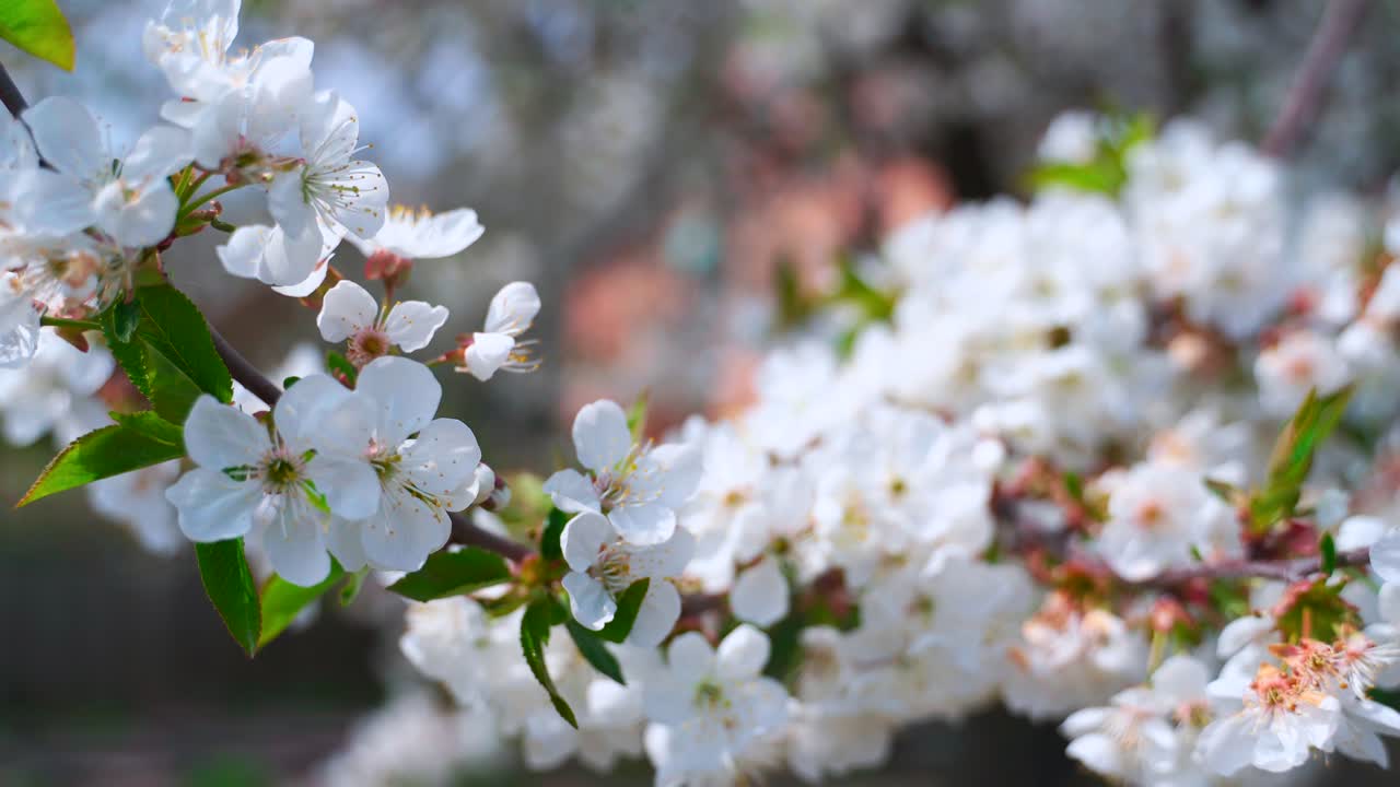 Branch of a blooming tree in spring. Flowering branches of an apple tree sway easily in the wind on a sunny day. Close-up