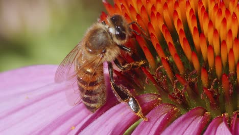 vista extrema de cerca de una abeja salvaje polinizando una flor y comiendo néctar-2