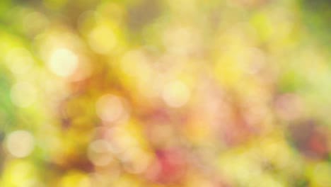 fondo de otoño abstracto con bokeh