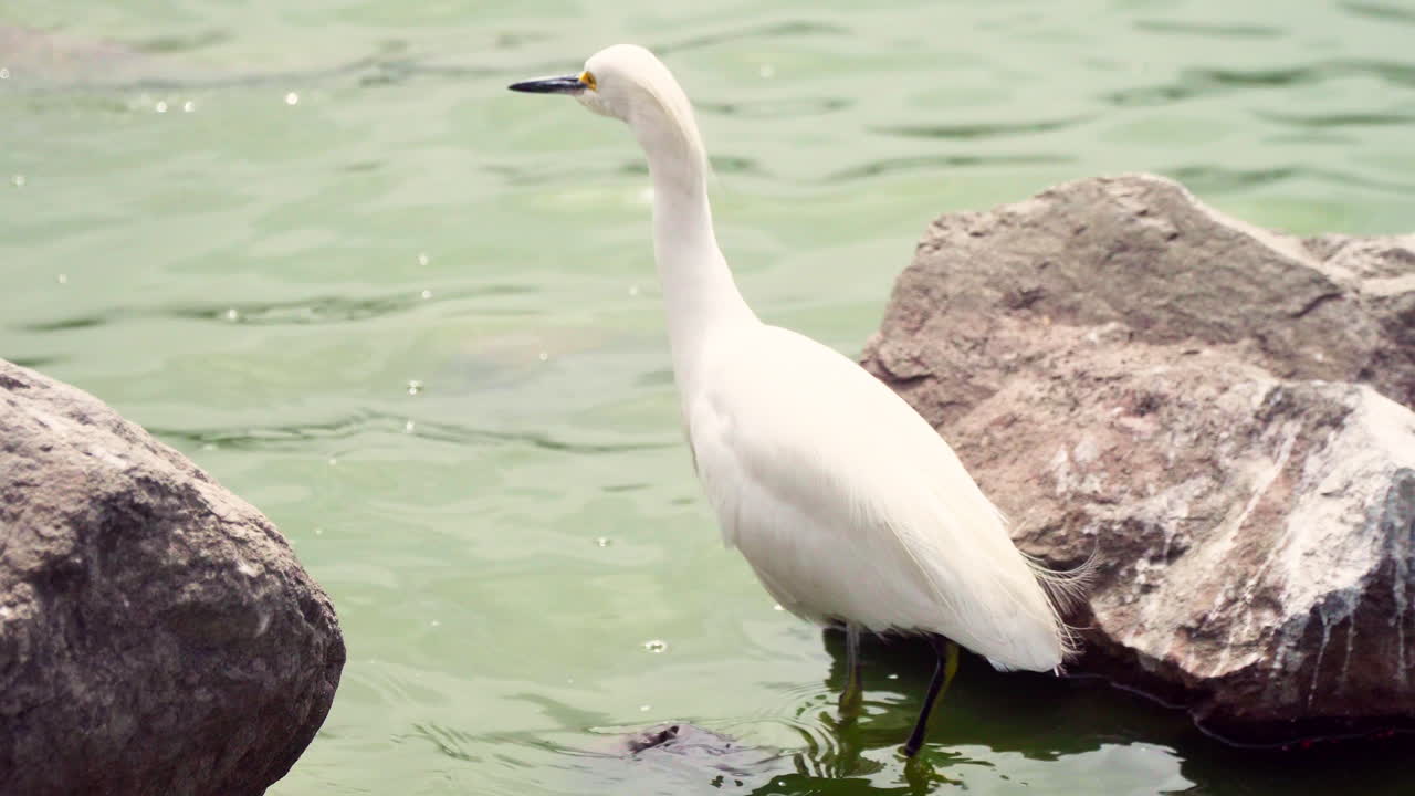 페루 라 몰리나, 리마, 리마 근처의 석호에서 물고기를 잡고 먹기 위해 얕은 호수 물을 걷는 흰 왜가리 위로 총을 닫습니다.