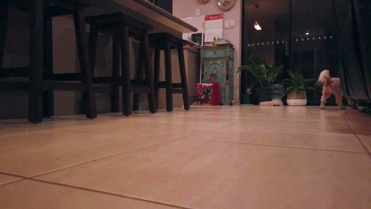 perro caminando hacia la cámara y luego alejándose