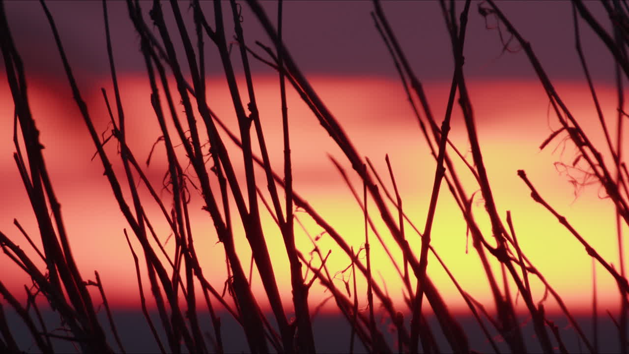 puesta de sol a través de las ramas