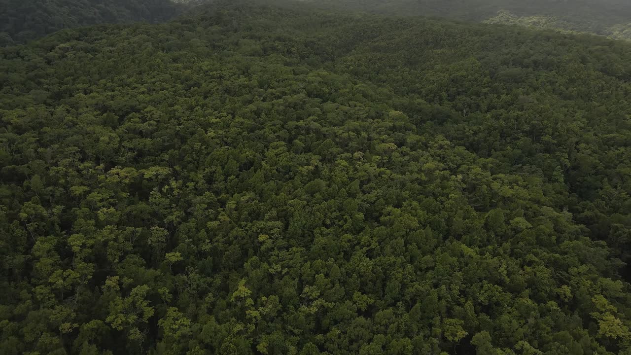 vista desde un avión no tripulado del exuberante bosque tropical verde de guadalupe