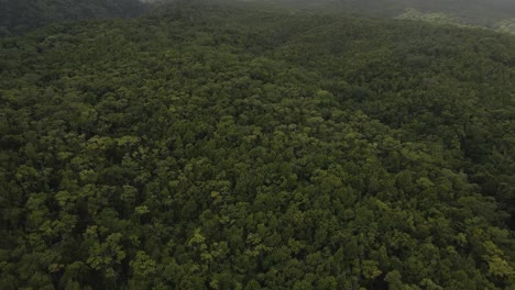 drone-view-of-the-lush-green-tropical-forest-in-Guadeloupe