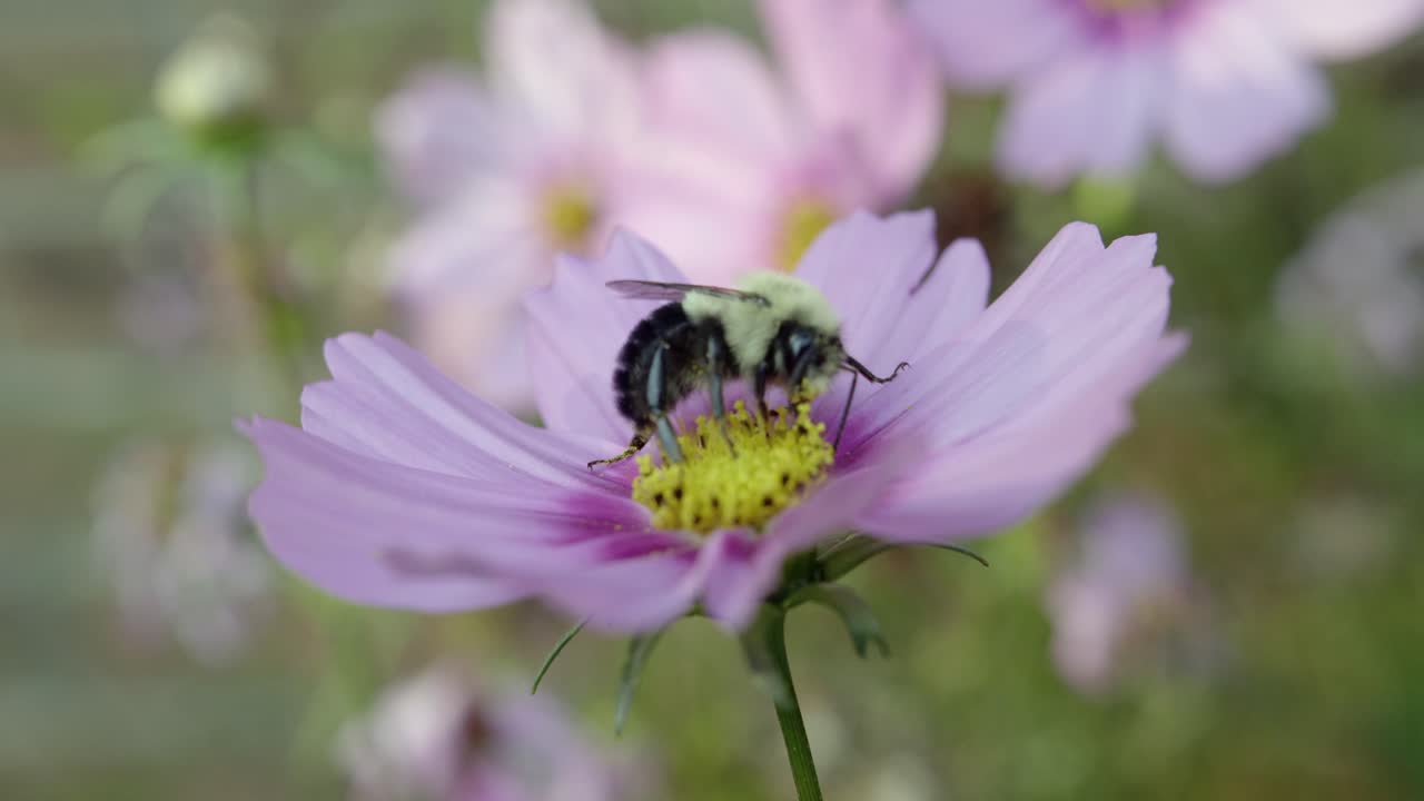 Macro of bumblebee pollinating a pink cosmos flower in a garden
