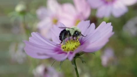 macro of bumblebee pollinating a pink cosmos flower in a garden