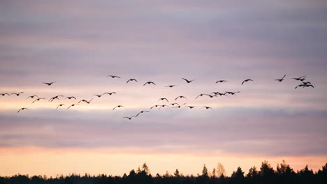 wild geese flying in formation through purple sky at dusk - wide long shot