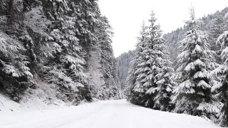 winter road between snowcapped mountains at high altitude snowcovered forest winter road between snowcapped mountains at high altitude snowcovered forest in the ukrainian carpathians video from the stabilizer beautiful road in winter camera movement forward