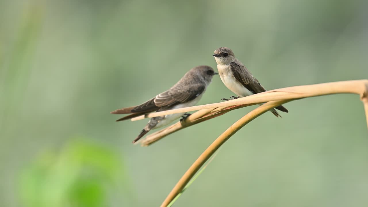 A Grey-throated Martin engages in preening while perched in its natural habitat
