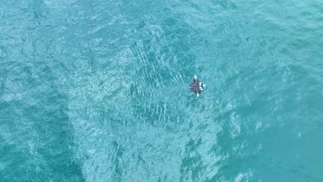 Hawaiian-Manta-Ray;-Aerial-Zoom-In