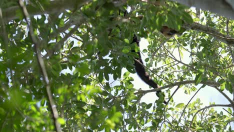 alouatta pigra aullando mientras camina en un hermoso árbol verde, brasil