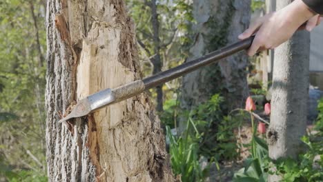 Atemberaubende-Aufnahme-Eines-Jungen-Mannes,-Der-Seine-Axt-An-Einem-Baum-Hackt