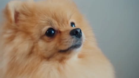 very cute brown pomeranian dog tilting its head in confusion