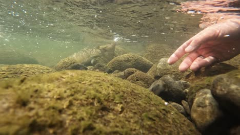 Fisherman-releases-brown-trout-underwater-in-clear-river-slow-motion-shot