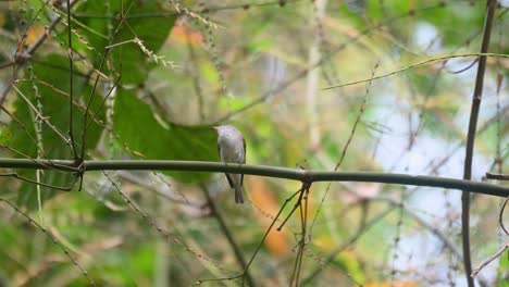 Asiatischer-Brauner-Fliegenschnäpper,-Muscicapa-Dauurica,-Thailand