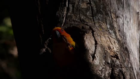 Sun-Parakeet-in-the-burrow,-a-Jumping-Spider-lands-on-its-head-annoying-it,-it-scratches-with-its-left-foot-and-settles-for-a-peaceful-night-in-the-forest,-Thailand-Asia