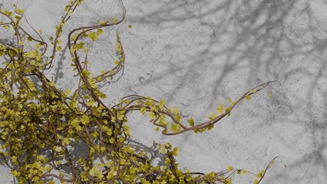 green climbing vine with small leaves on textured white wall with plant shadows. spring nature and garden concept. design for wallpaper, poster, banner.flat lay composition with copy space